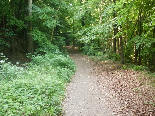 A very welcome shady path through woodland