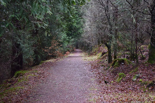 The woodland path between Laggan Locks and South Laggan