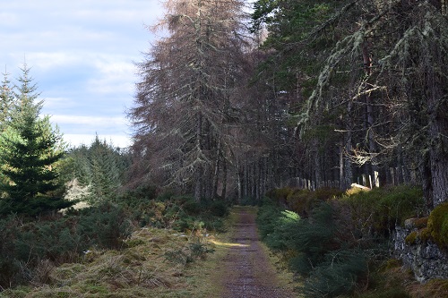 Part of the woodland path near the end of the Way