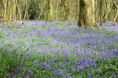 The Bluebells on Kemsing Down were colourful