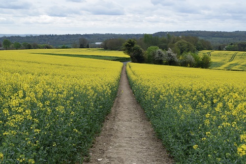 Walking through a rapeseed field before Wrotham