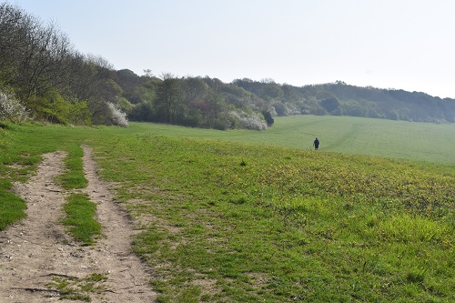 Nice grassy walking as I approach Newlands Corner