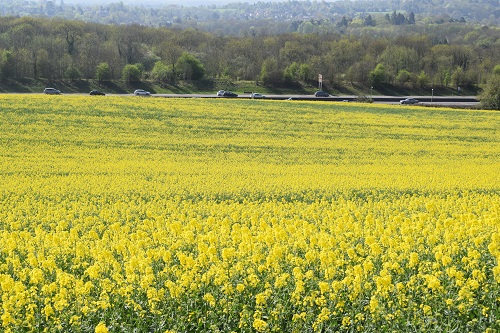Looking over the Rapeseed field towards the M25 Motorway