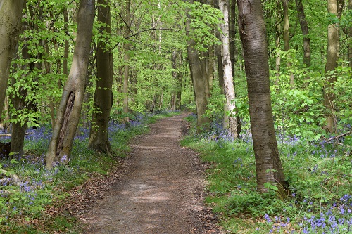 Bluebells beside the woodland path near North Halling