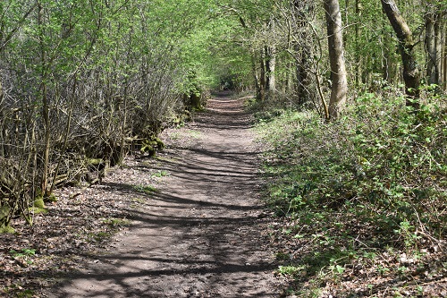 Woodland paths would be a common feature on the North Downs Way