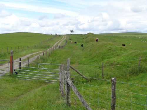 Some cows enjoying enjoy their lunch on Offa's Dyke