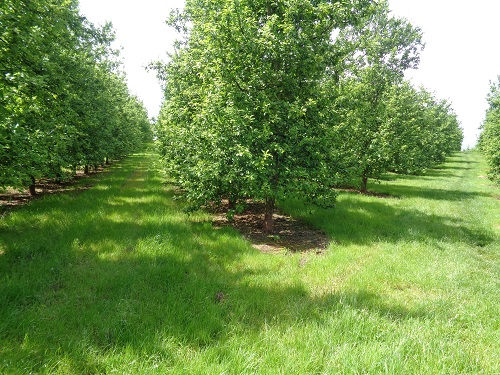 A Cider Orchard supplying Bulmers on the Offa's Dyke Path