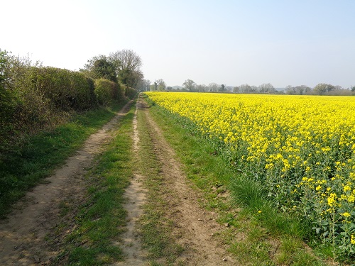 A rapeseed lined track would take me back to the Peddars Way
