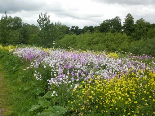 Part of a lovely section of flowers just before Carlisle