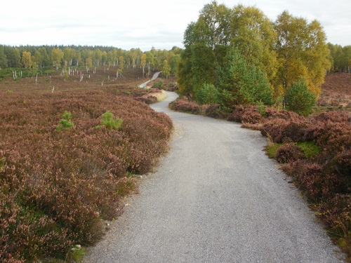 part of the path between Aviemore and Boat Of Garten