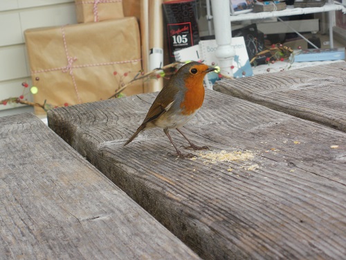 A Robin helps me with my sausage roll at Boat Of Garten
