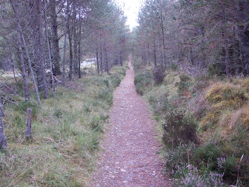 A path through the woods just before Nethy Bridge