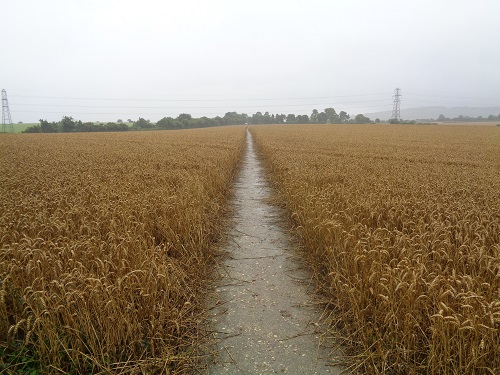 Walking through fields near Princes Risborough