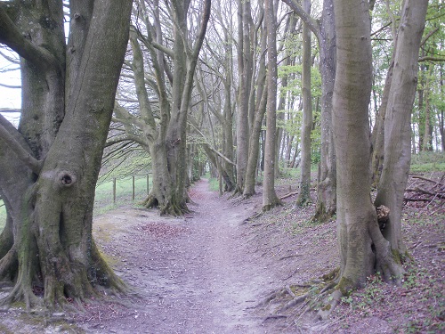 A woodland path just outside Winchester