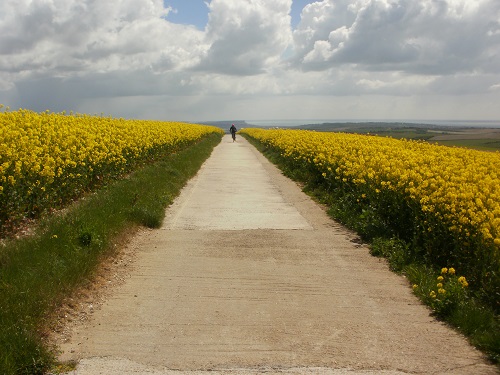 Sharing a lovely farm road through Rapeseed with a cyclist