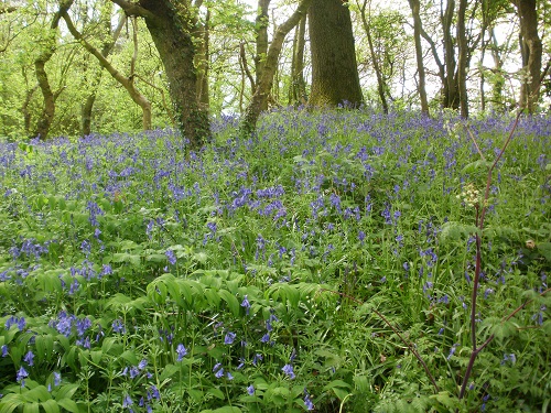 The first of many patches of Bluebells to be seen along the Way