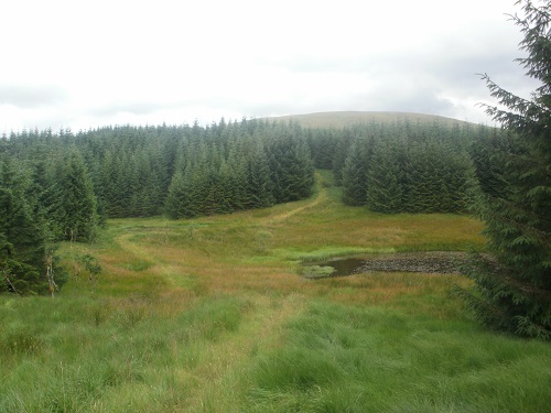 Heading up through the ferns and trees to Benbrack