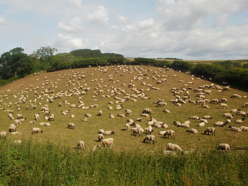 Most crowded field I've ever seen, near Abbey St. Bathans