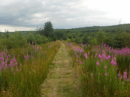 A pretty path through a meadow before Beattock