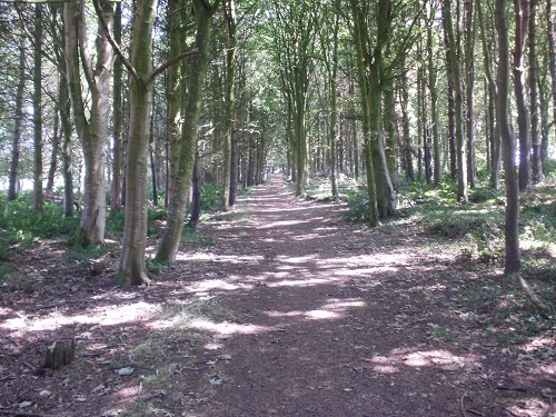 A pleasant woodland avenue before Castle Kennedy