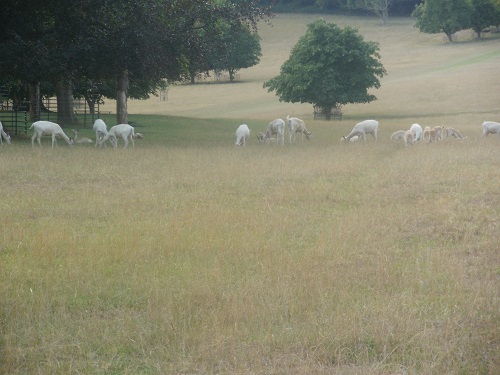 Deer grazing in Culham Court Deer Park near Aston