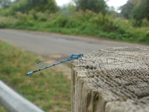 a damselfly on the Thames Path
