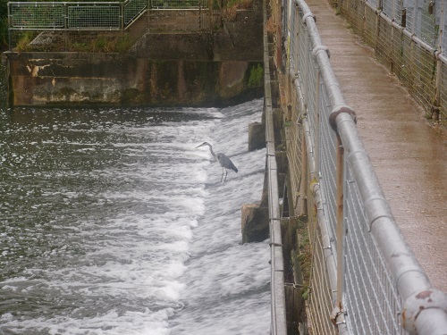 A Heron waiting for it's breakfast at Abingdon Weir