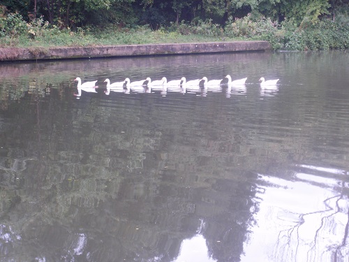 A typical River Thames traffic jam