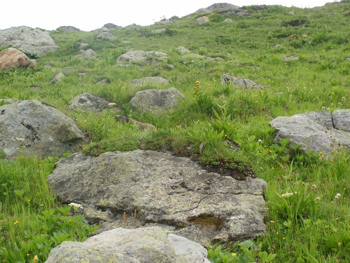 A shy Marmot hides between the rocks
