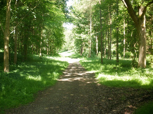 Some welcome shade in the trees from the hot sun