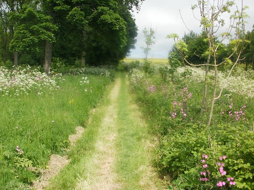 A colourful stretch of path on the Yorkshire Wolds Way